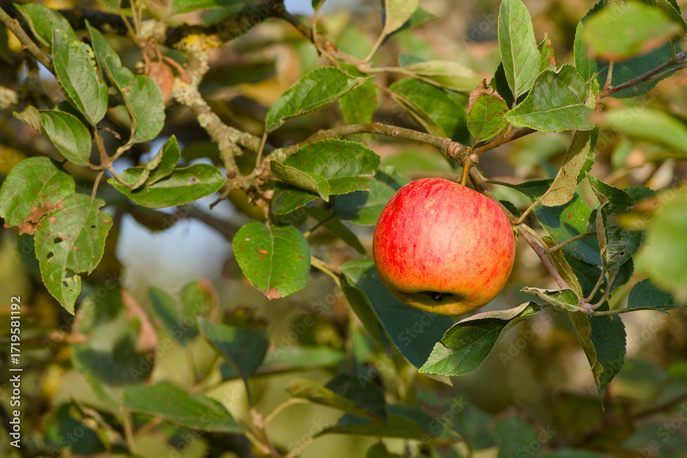 custom made wallpaper toronto digitalAutumn harvest scene with ripe apple on a branch illuminated by golden hour sunlight