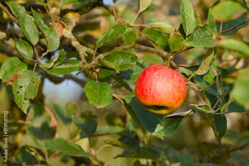 Wallpaper Mural Autumn harvest scene with ripe apple on a branch illuminated by golden hour sunlight Torontodigital.ca