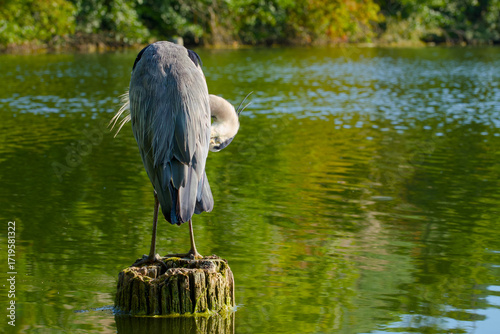 Wallpaper Mural Grey heron standing on a wooden post on a calm lake, grooming feathers Torontodigital.ca
