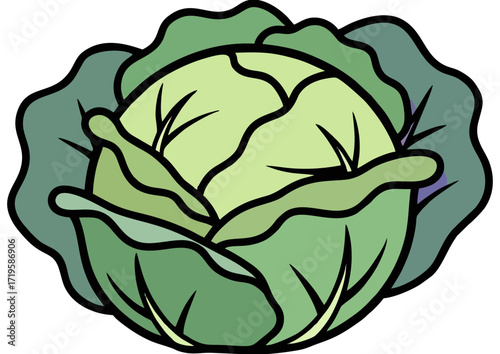 Fresh green cabbage head in a vibrant, illustrative style for culinary use