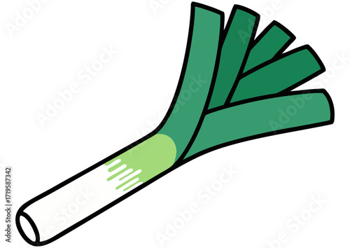 Illustration of fresh green leek with white bulb on a white background
