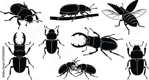 Beetle silhouettes, showcasing diverse insect forms and shapes