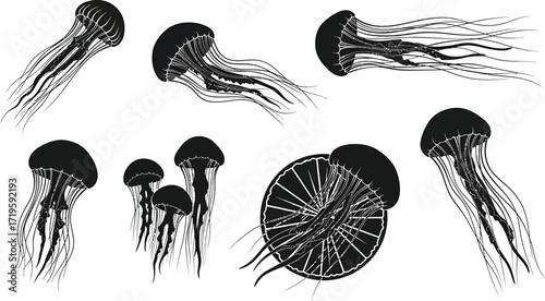 Jellyfish in different poses, vector illustration of sea creature