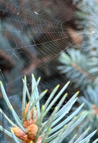 Delicate spider web stretched between blue spruce branches, highlighting nature’s intricate details
