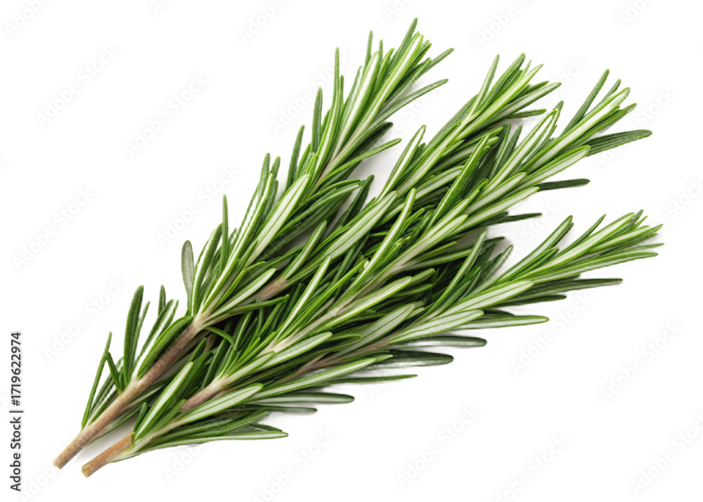 Fototapeta premium Freshly picked rosemary sprigs isolated on transparent background