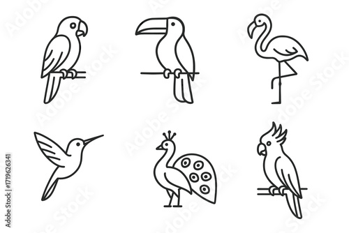 Outline drawings of various bird species: parrot, toucan, flamingo, hummingbird, peacock, cockatoo