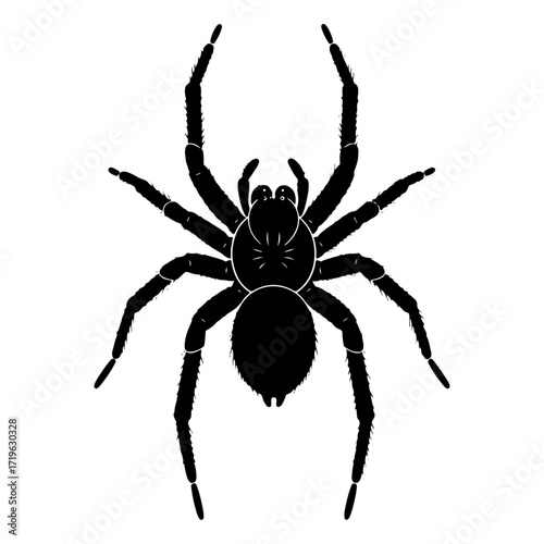 Spider Silhouette, Ominous and Minimalist