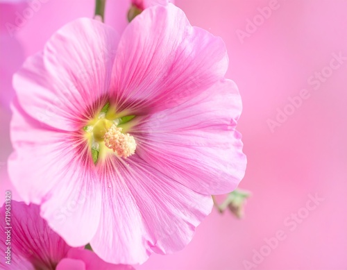 Close-up of a delicate pink flower
