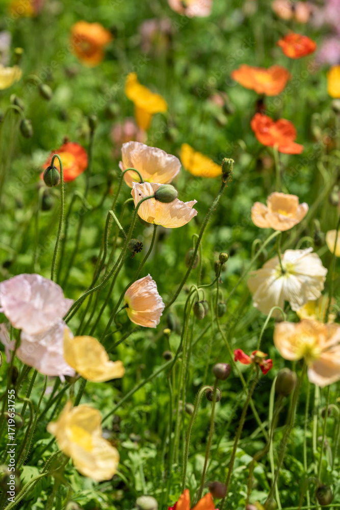 Fototapeta premium Bright Poppy Field in Full Bloom