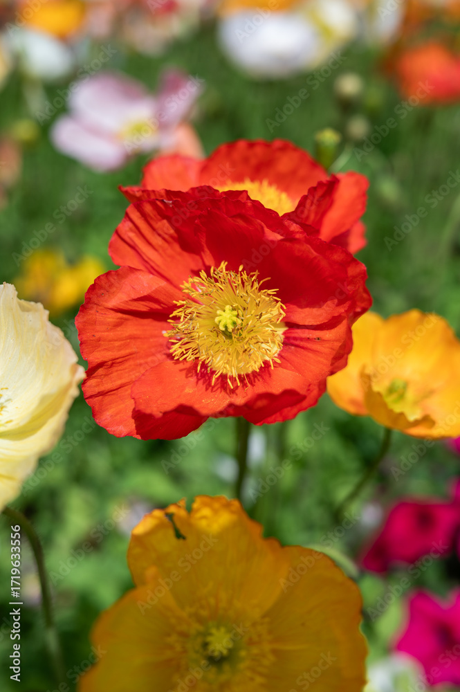 Obraz premium Vibrant Poppies in a Colorful Spring Garden