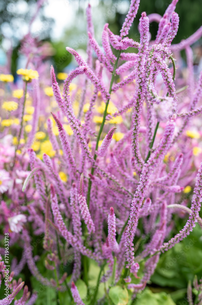 Obraz premium Colorful Flowers Bloom in a Vibrant Garden Scene