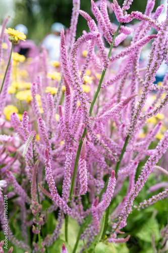 Pink and Yellow Flowers in the Breeze