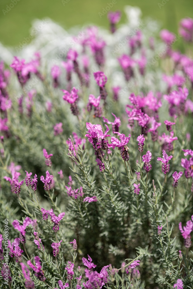 Obraz premium Lavender Blooms Dance Gently in the Summer Breeze