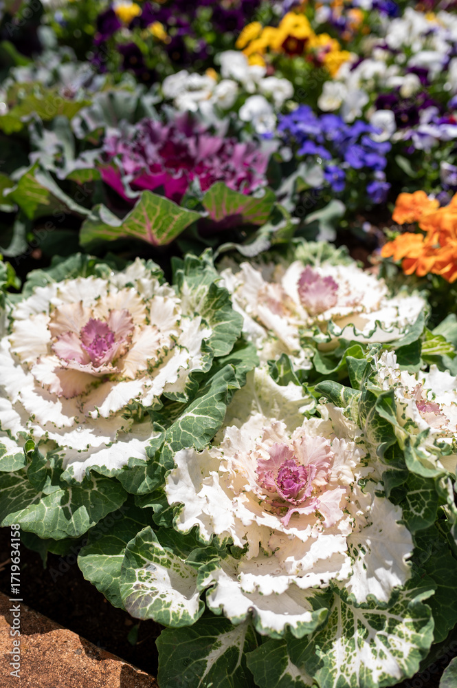 Fototapeta premium Vibrant Garden With Beautiful Flowers