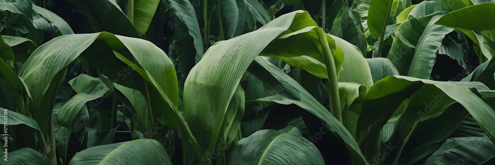 Obraz premium Lush Green Cornfield with Tall Stalks and Broad Leaves in Natural Light