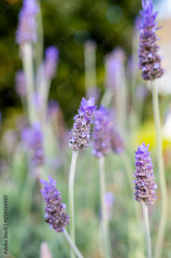 Obraz premium Lavender Blooms Sway in the Breeze