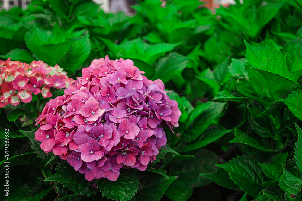 Fototapeta premium Vibrant Close Up of Pink Hydrangea Blossoms in a Lush Garden Setting