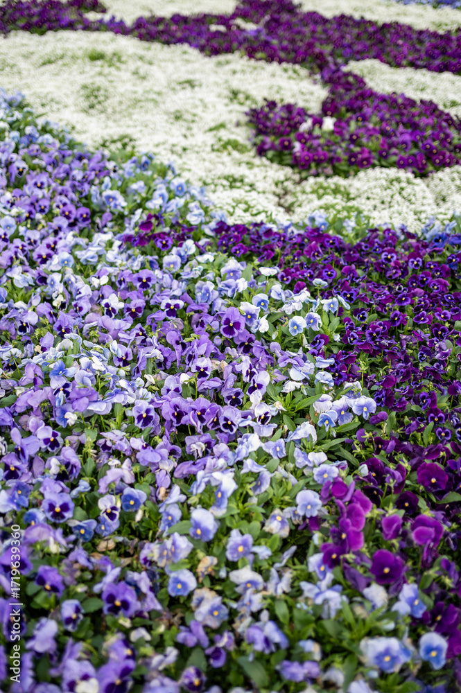 Fototapeta premium Vibrant Floral Display in a Colorful Garden Patch