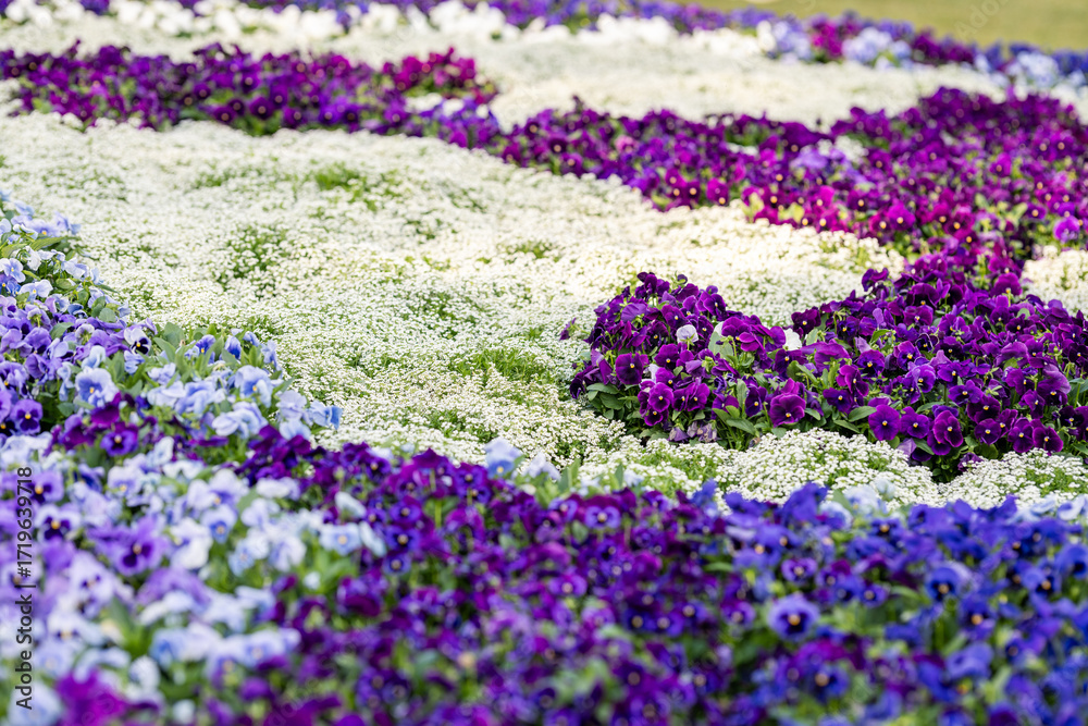 Naklejka premium Vibrant Flower Garden in Full Bloom During Spring