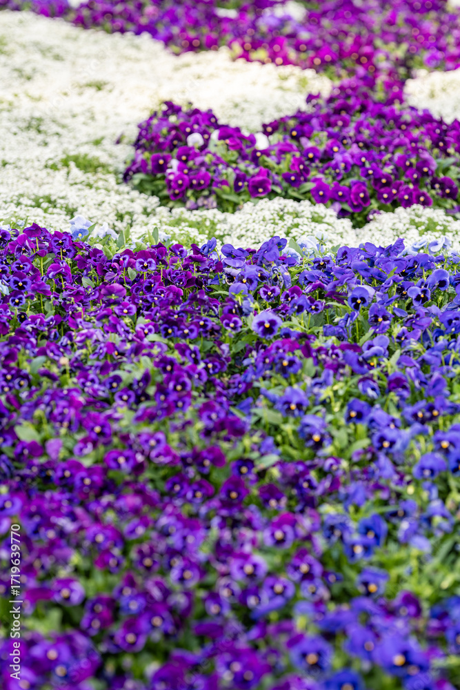 Obraz premium Colorful Spring Flower Garden