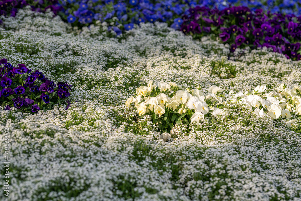 Obraz premium Vibrant Flowers Bloom in a Sunlit Garden Field