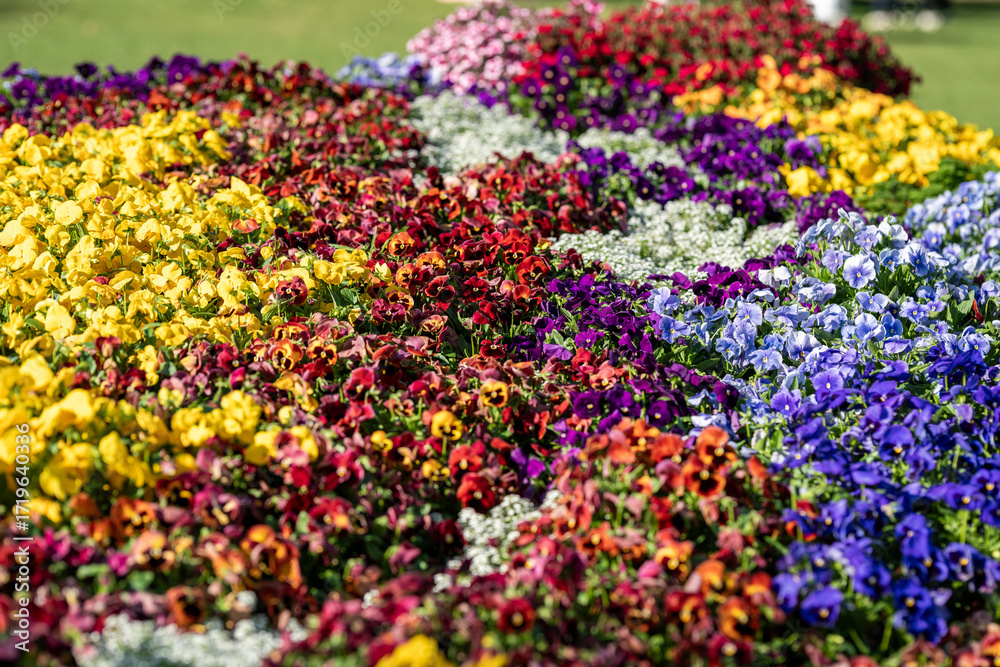 Fototapeta premium Vibrant Blossoms Paint a Colorful Garden Scene