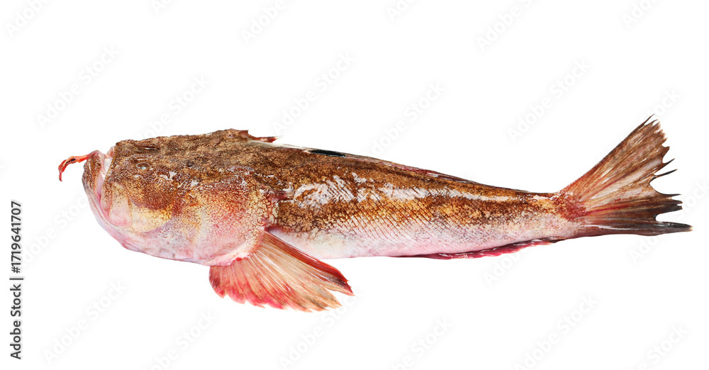 Ταπετσαρία Atlantic stargazer (Uranoscopus scaber) isolated  on white background, clipping