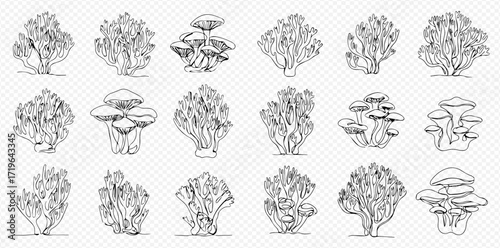 Collection of various mushroom illustrations, including coral and oyster varieties, rendered in a detailed line art style.