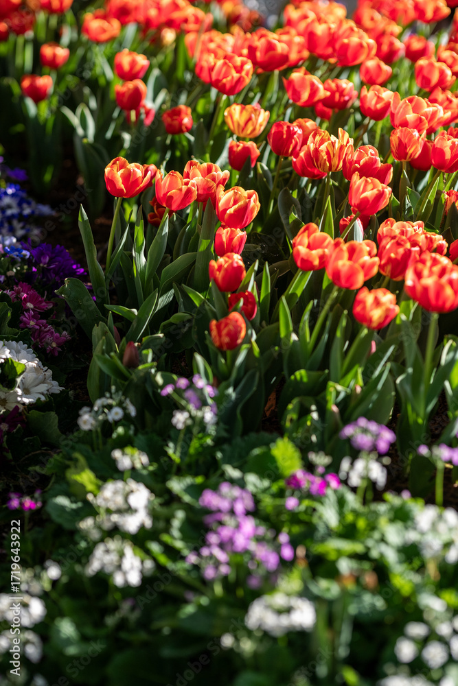 Obraz premium Vibrant Blooms Fill a Sunny Garden in Spring