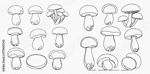 Line art illustration showcasing a variety of mushrooms in different shapes and sizes.