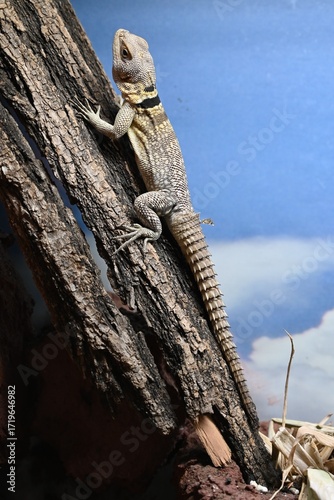 Wallpaper Mural LIzard in a Zoo in Hungary. Torontodigital.ca