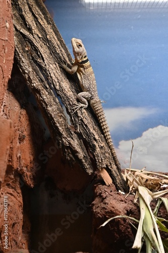 Wallpaper Mural LIzard in a Zoo in Hungary. Torontodigital.ca