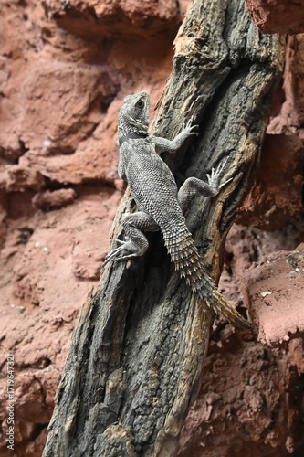 Wallpaper Mural LIzard in a Zoo in Hungary. Torontodigital.ca