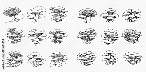 Collection of detailed monochrome sketches depicting various clusters of oyster mushrooms in different orientations and groupings.
