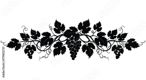 Elegant grapevine branch silhouette decorative flourish with grapes and leaves for classic design isolated on white background