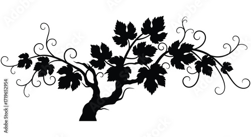 Silhouette of a grapevine branch with leaves and tendrils decorative element for artistic design isolated on white background