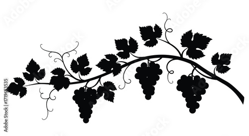 Elegant silhouette of a grapevine branch laden with bunches of grapes and leaves isolated on white background