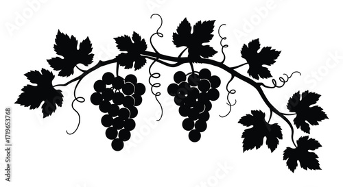 Silhouette of grapes on a vine with leaves elegant botanical design for decorative purposes isolated on white background