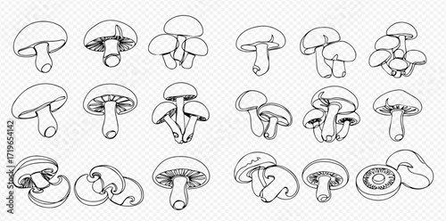 Line art illustration featuring various arrangements of mushrooms, including single, clustered, and sliced specimens.