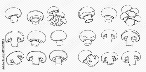 Line art illustration featuring various arrangements and cross-sections of button mushrooms on a transparent background.