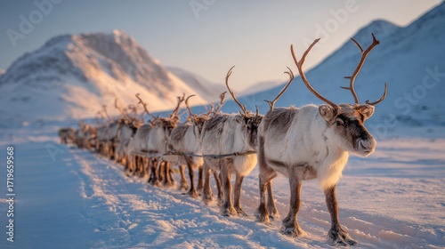 Reindeer Pulling Sled Across Snowy Tundra in Traditional Arctic Landscape