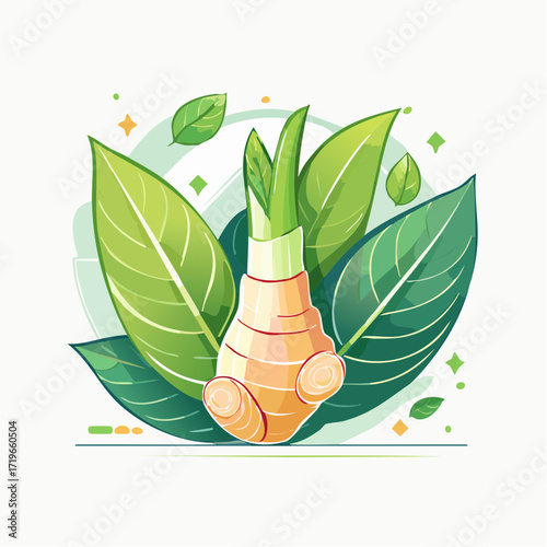 Galangal Root with Green Leaves Illustration