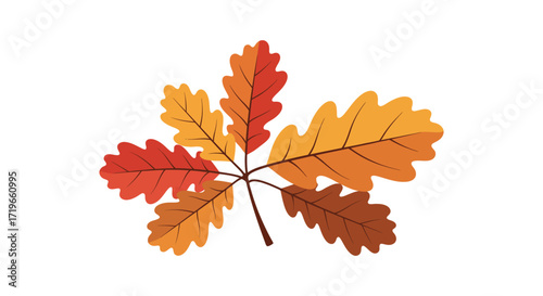 Autumn oak leaf seasonal fall foliage close up isolated natural beauty isolated on white background