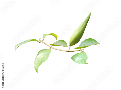 Quadro su tela Ruta graveolens or rue plant with fruits isolated on a white background