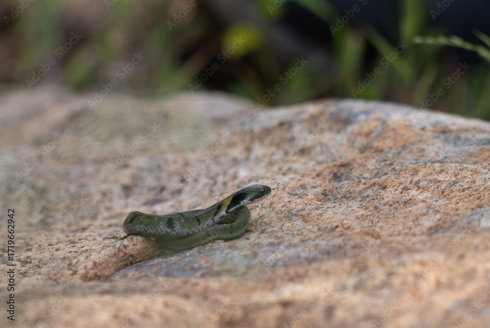 Fototapeta premium A common Bronzeback tree snake with a distinctive black and yellow pattern with blurred background.