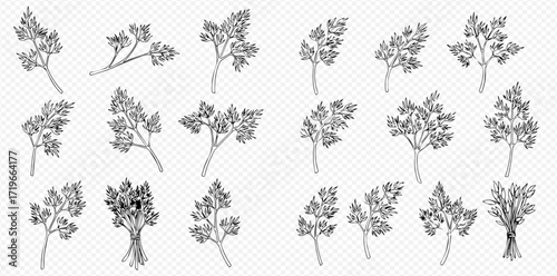 Collection of hand-drawn parsley sprigs and bunches in various poses, isolated on a transparent background.
