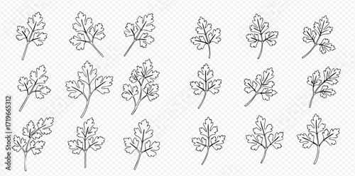 Line art illustration featuring multiple parsley sprigs arranged in rows on a transparent background.
