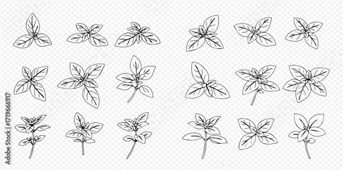 Line art illustration featuring multiple basil sprigs and leaves in various arrangements.