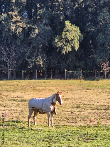 Podobny obraz