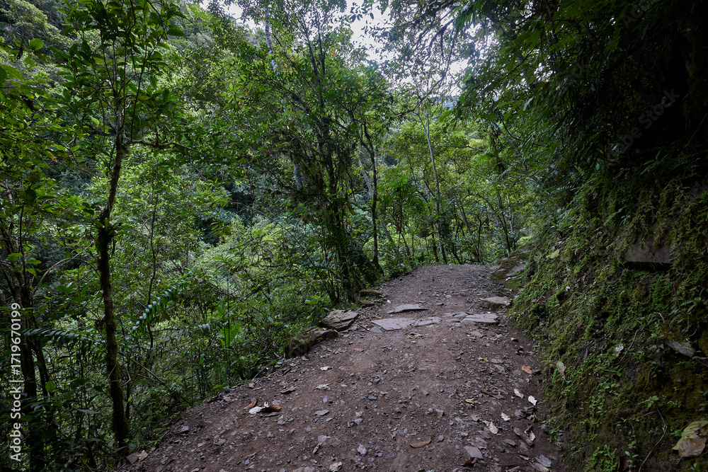 Fototapeta premium A winding trail through lush greenery leads the way to the mighty Gocta Waterfalls. Each step along this serene path invites travelers deeper into the heart of the Amazonas region.